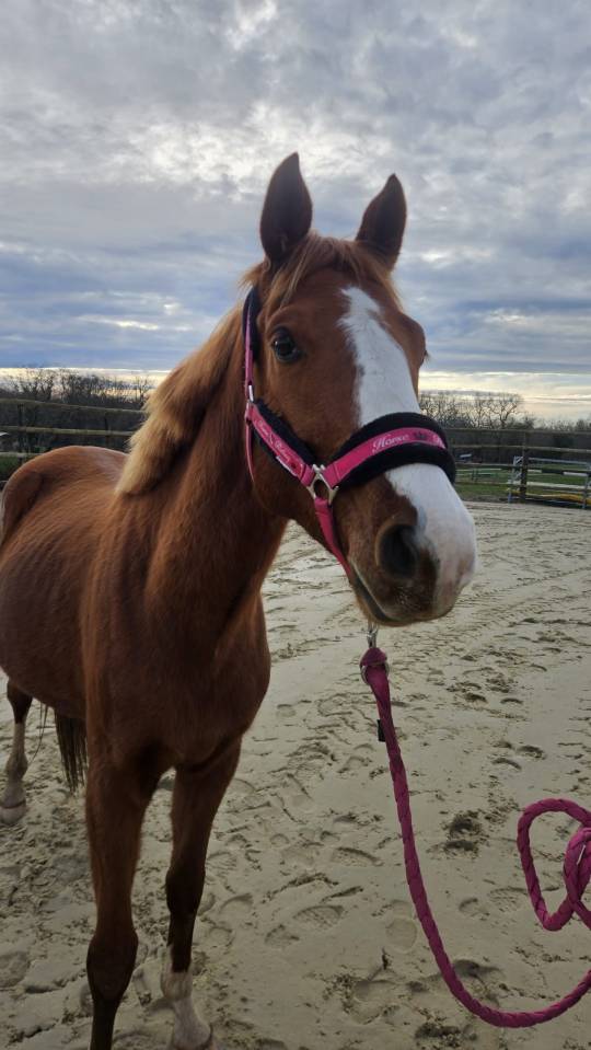 Intero Sella Francese In vendita 2022 Sauro