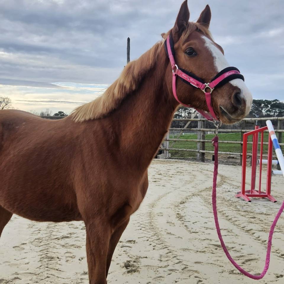 Intero Sella Francese In vendita 2022 Sauro