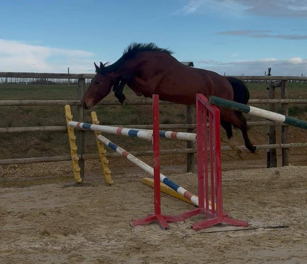 Intero Sella Francese In vendita 2023 Baio