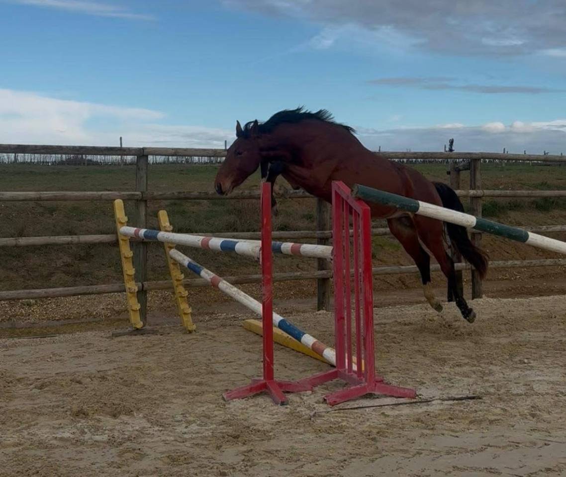 Intero Sella Francese In vendita 2023 Baio