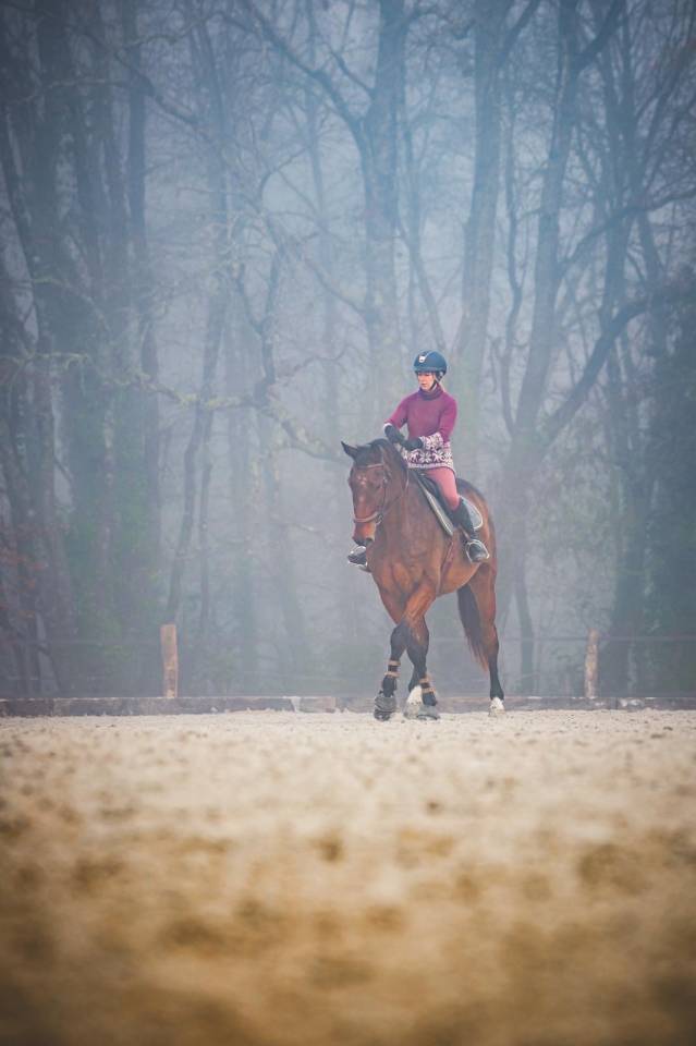 Castrone Sella Francese In vendita 2012 Baio