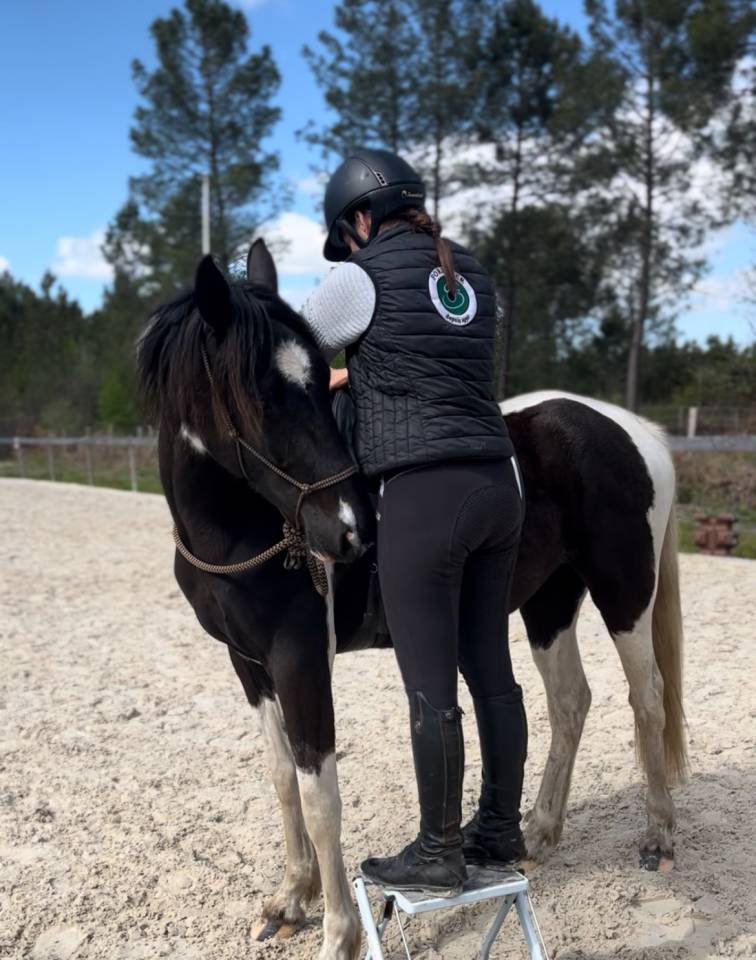 Cavalla AES Anglo European Studbook In vendita 2022 Pezzato