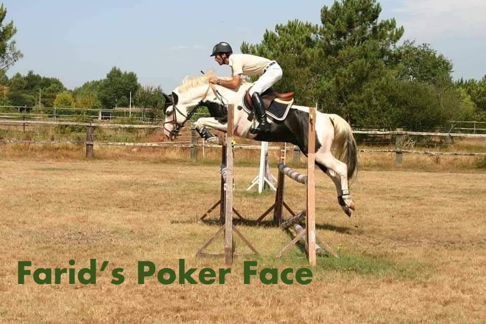 Cavalla AES Anglo European Studbook In vendita 2022 Pezzato