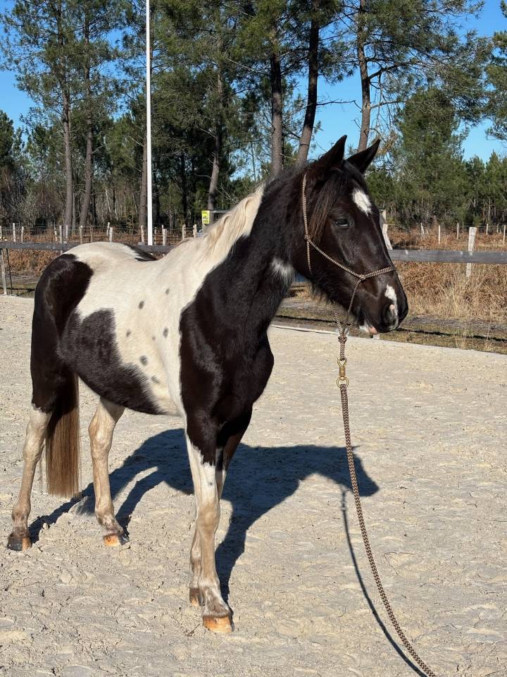 Cavalla AES Anglo European Studbook In vendita 2022 Pezzato