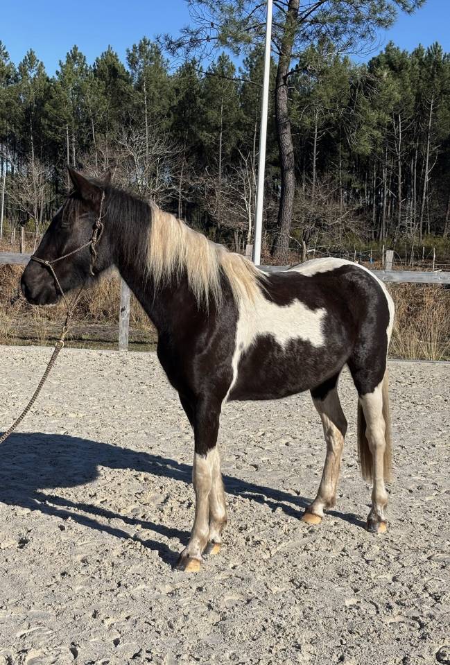 Cavalla AES Anglo European Studbook In vendita 2022 Pezzato