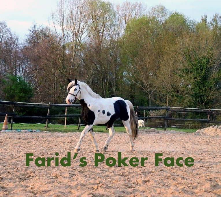 Cavalla AES Anglo European Studbook In vendita 2022 Pezzato