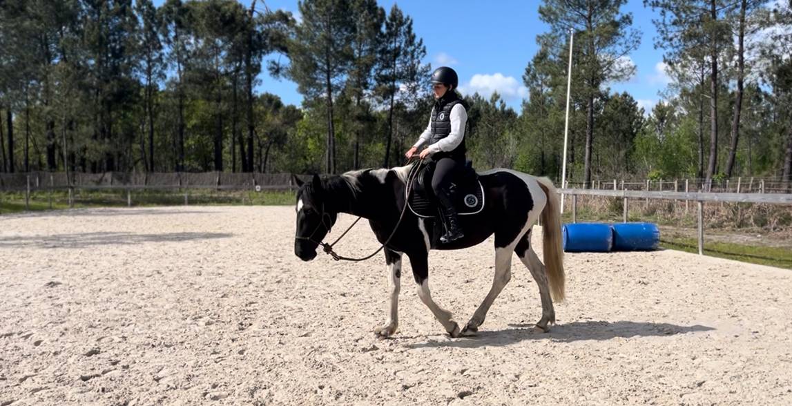 Cavalla AES Anglo European Studbook In vendita 2022 Pezzato