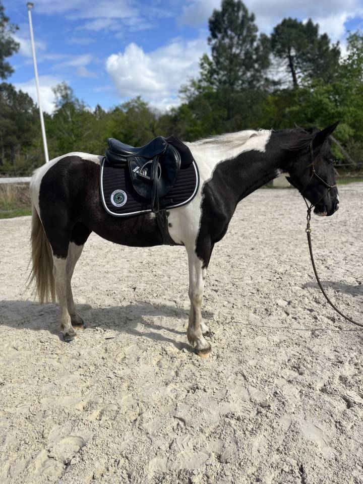 Cavalla AES Anglo European Studbook In vendita 2022 Pezzato