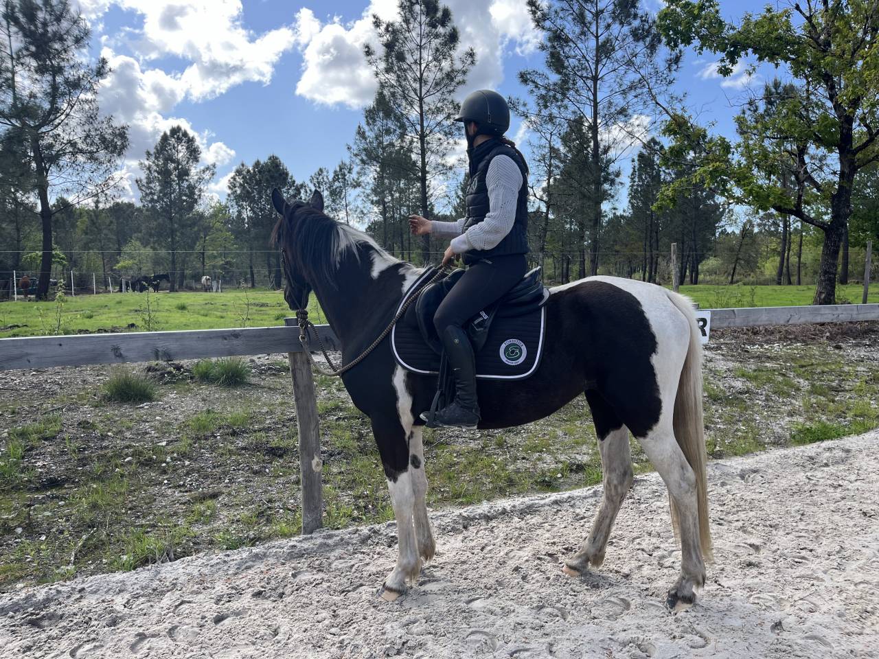 Cavalla AES Anglo European Studbook In vendita 2022 Pezzato