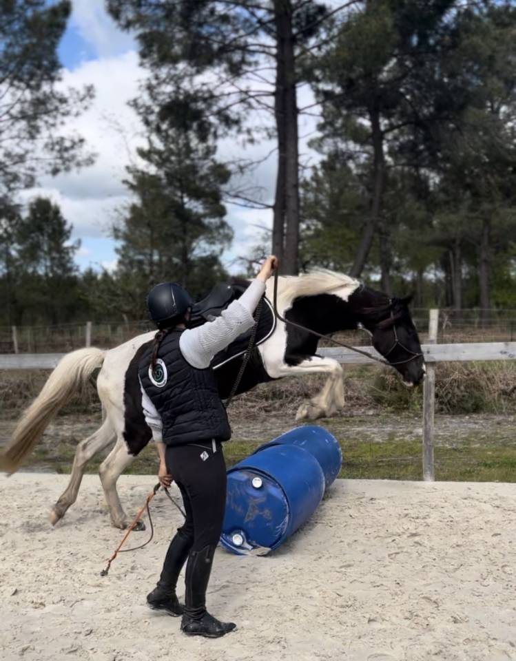 Cavalla AES Anglo European Studbook In vendita 2022 Pezzato