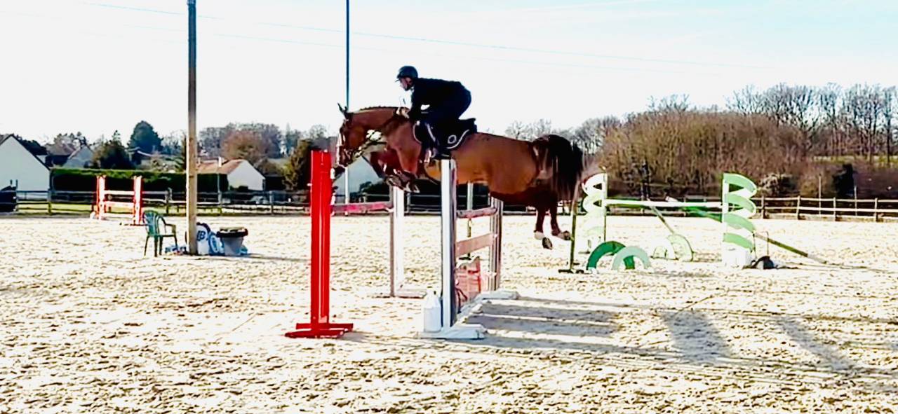 Cavalla Sella Francese In vendita 2019 Sauro