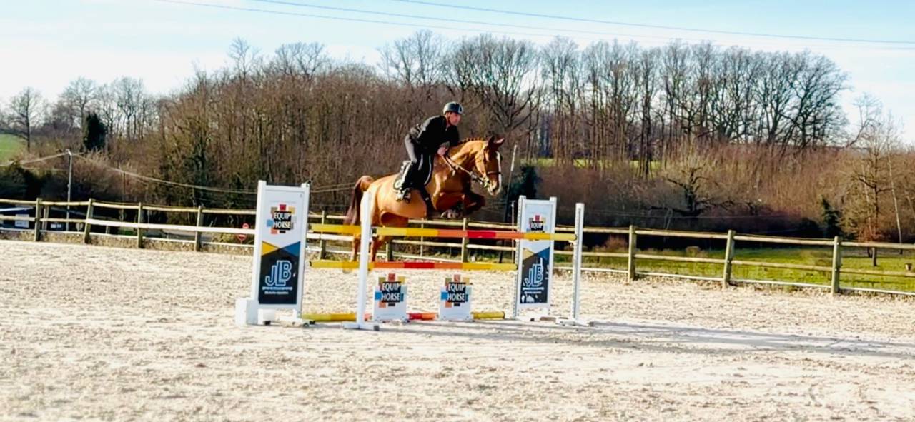 Cavalla Sella Francese In vendita 2019 Sauro