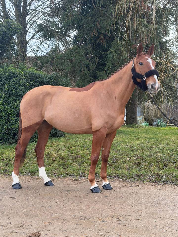 Cavalla Sella Francese In vendita 2019 Sauro