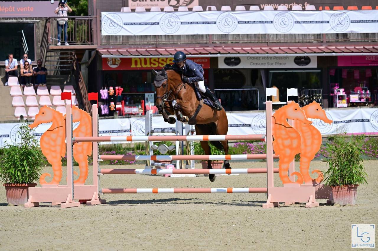 Castrone sBs Cavallo da Sport Belgio In vendita 2016 Baio