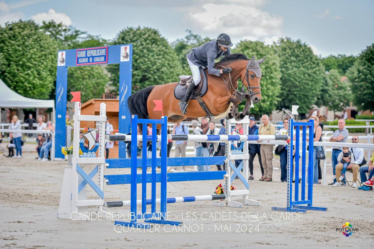 Castrone sBs Cavallo da Sport Belgio In vendita 2016 Baio