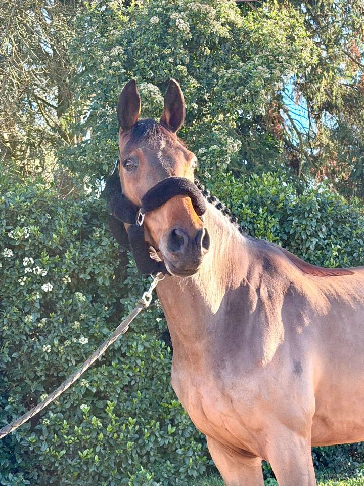 Castrone sBs Cavallo da Sport Belgio In vendita 2016 Baio