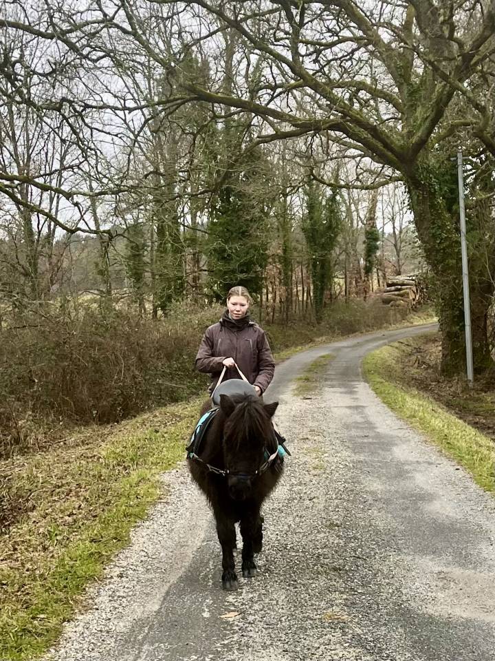 Puledra Shetland In vendita 2023 Baio scuro ,  Cromignon d&rsquo;Alix