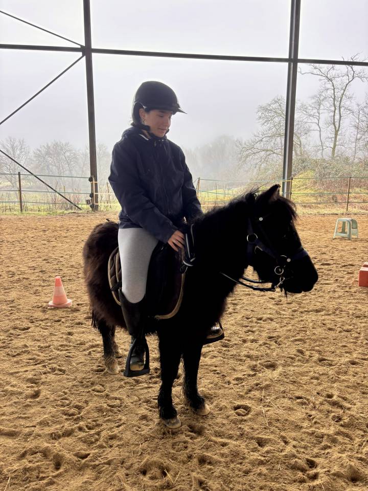 Puledra Shetland In vendita 2023 Baio scuro ,  Cromignon d&rsquo;Alix