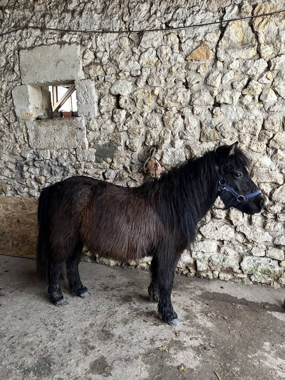 Puledra Shetland In vendita 2023 Baio scuro ,  Cromignon d&rsquo;Alix