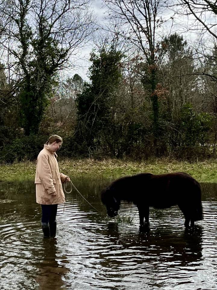 Puledra Shetland In vendita 2023 Baio scuro ,  Cromignon d&rsquo;Alix