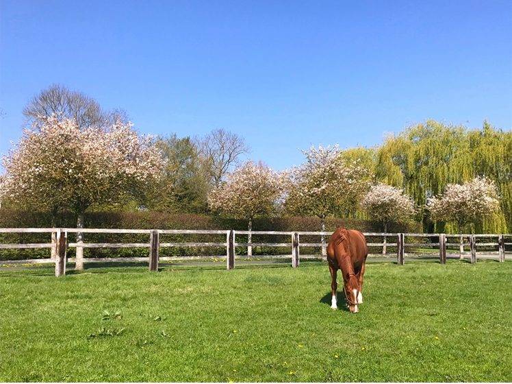 Propriet&agrave; equestre In vendita Calvados