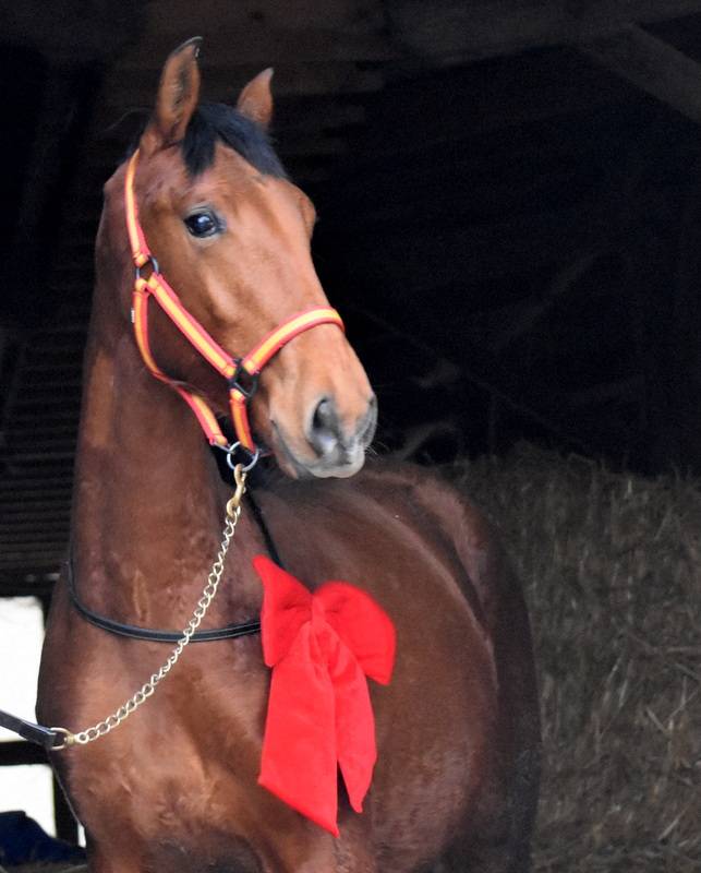 Castrone PRE Andaluso In vendita 2024 Baio