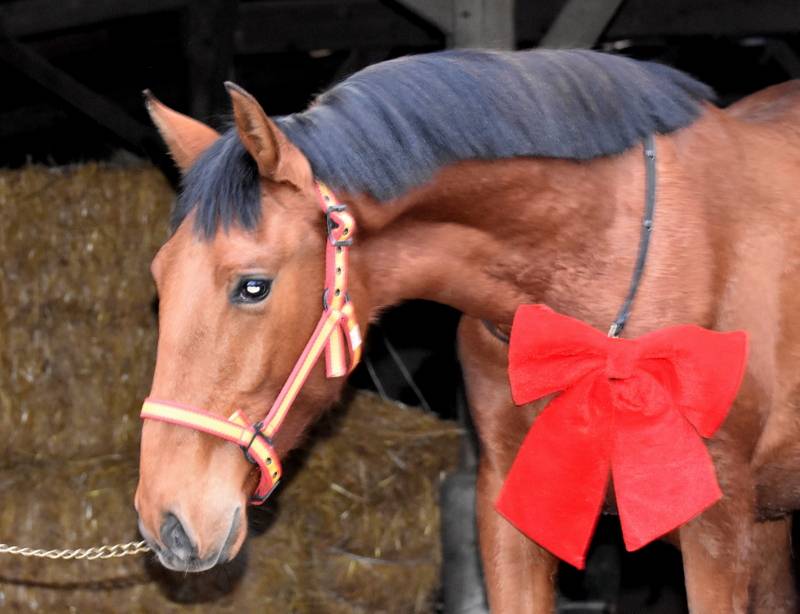 Castrone PRE Andaluso In vendita 2024 Baio