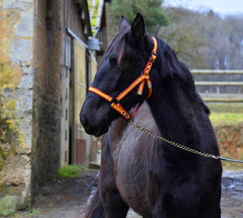 Cavalla PRE Andaluso In vendita 2023 Nero