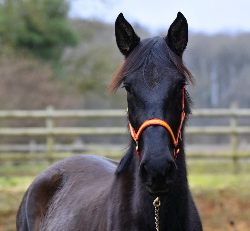 Cavalla PRE Andaluso In vendita 2023 Nero