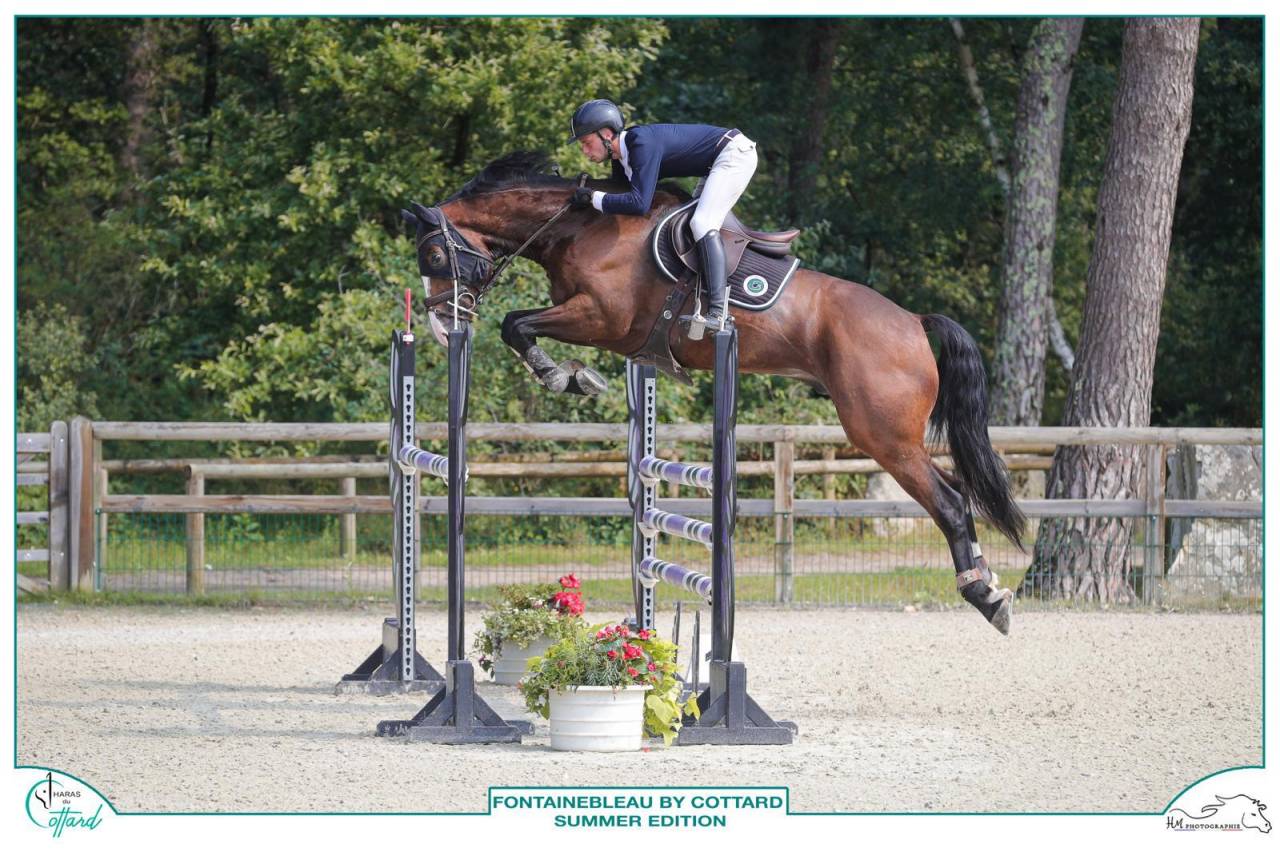 Castrone Sella Francese In vendita 2018 Baio