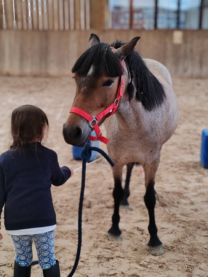 Cavalla Welsh Part Bred In vendita 2019 Roano