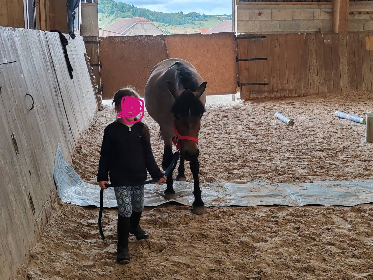 Cavalla Welsh Part Bred In vendita 2019 Roano