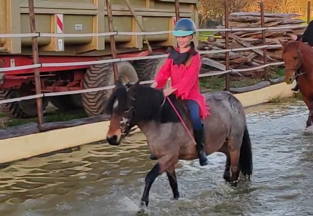 Cavalla Welsh Part Bred In vendita 2019 Roano