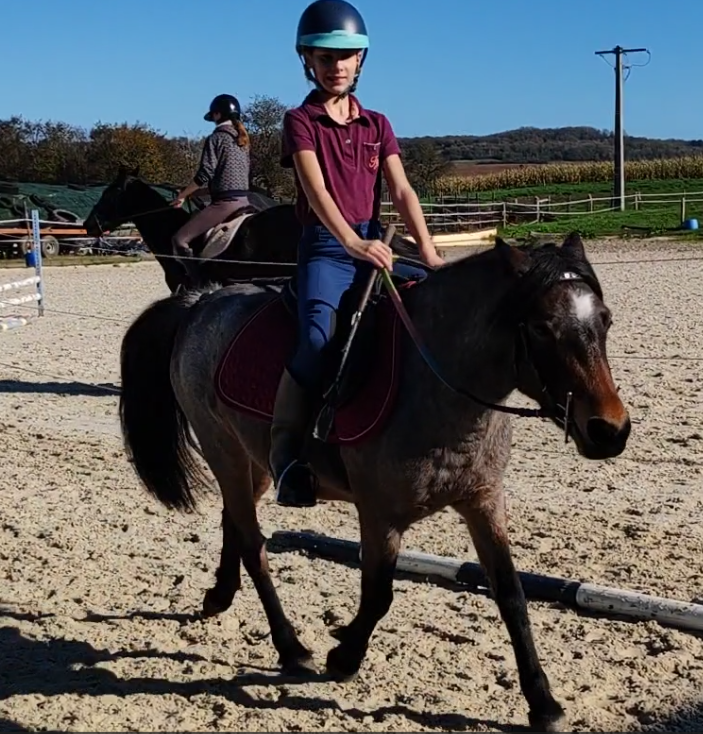 Cavalla Welsh Part Bred In vendita 2019 Roano