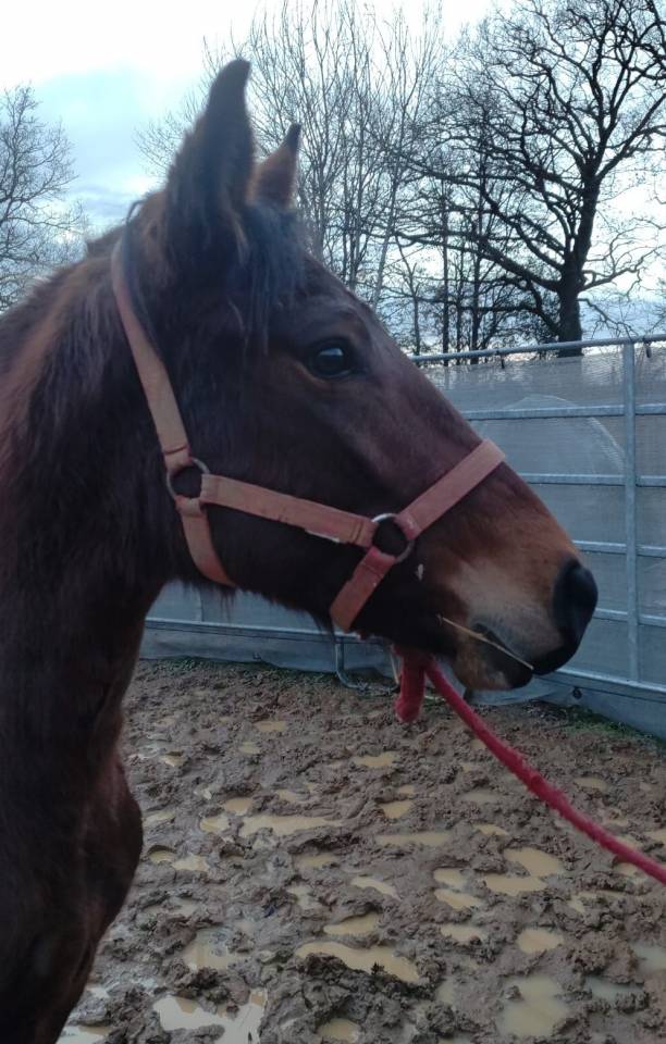 Cavalla New Forest In vendita 2022 Baio ,  BIRKILDS BALBOA (DNK)