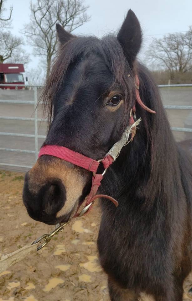 Castrone PFS Pony Francese da Sella In vendita 2022 Nero ,  RABOLIOT D'ARQUETAN