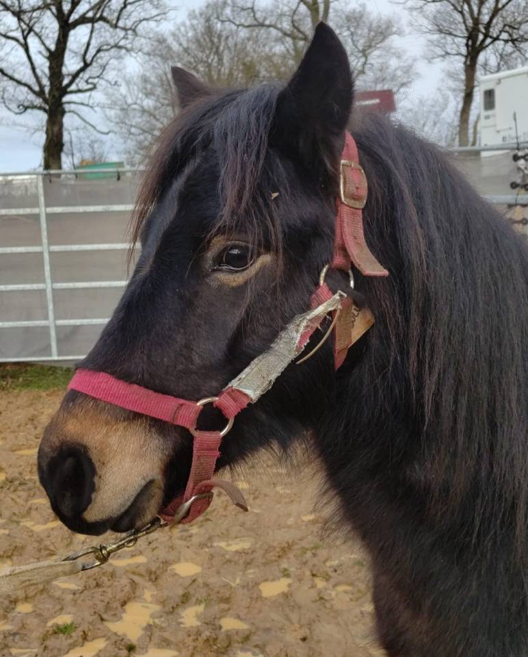 Castrone PFS Pony Francese da Sella In vendita 2022 Nero ,  RABOLIOT D'ARQUETAN