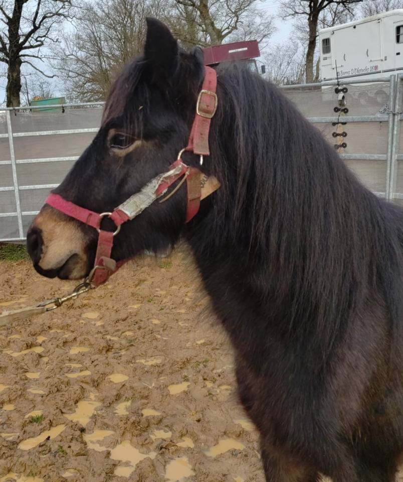 Castrone PFS Pony Francese da Sella In vendita 2022 Nero ,  RABOLIOT D'ARQUETAN