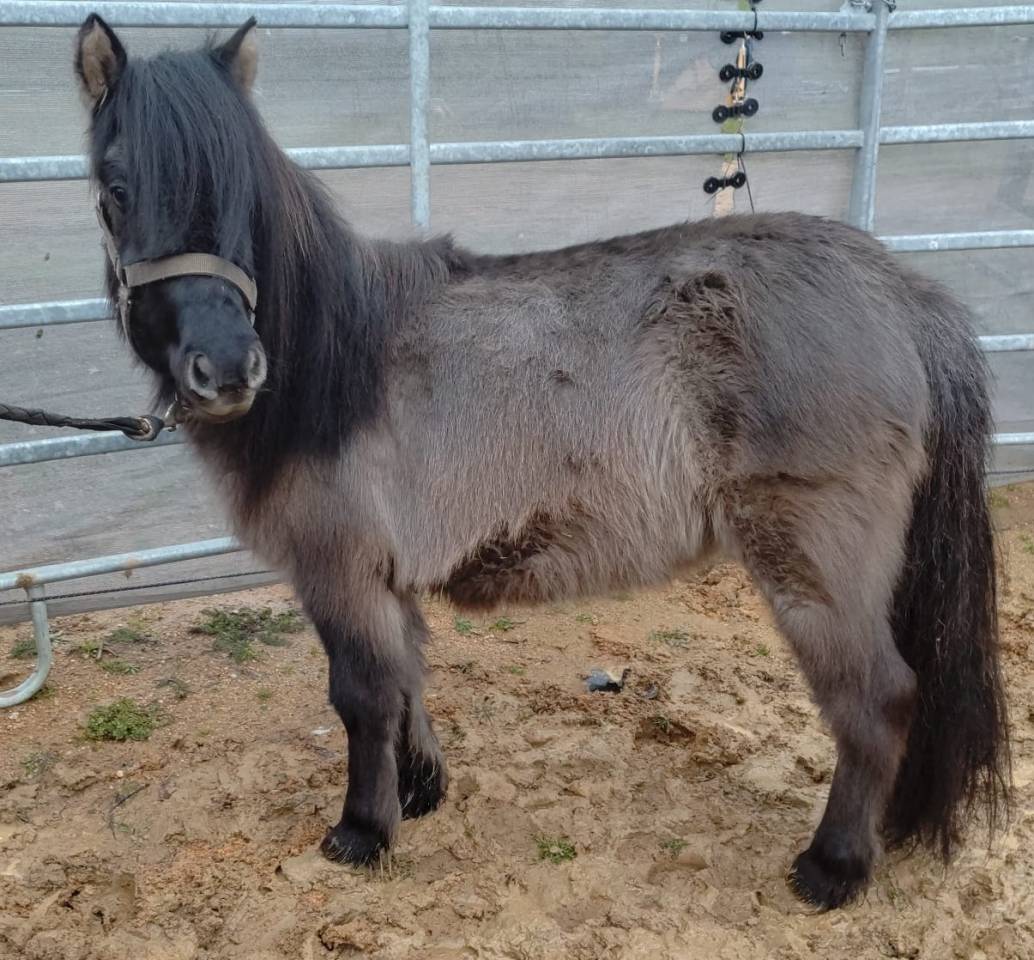 Cavalla Origine non conosciuta  In vendita 2023 Grullo ,  SLOUP STARQUETAN