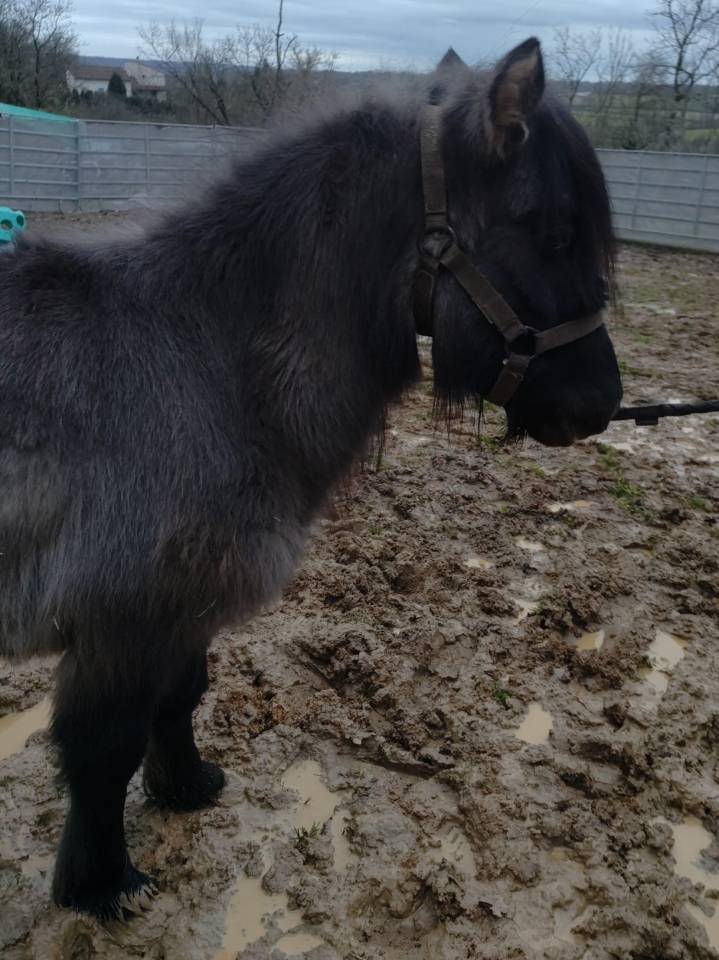 Cavalla Origine non conosciuta  In vendita 2023 Grullo ,  SLOUP STARQUETAN