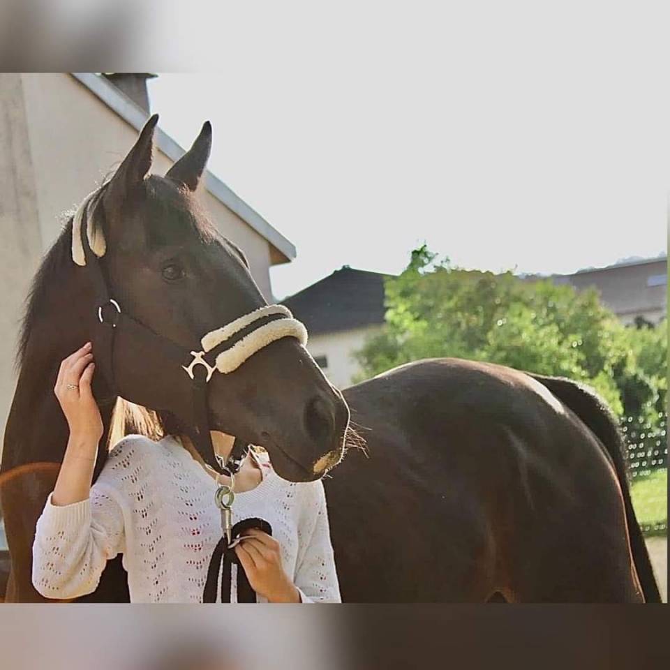 Fattrice Purosangue In vendita 2018 Nero ,  DABIRSIM