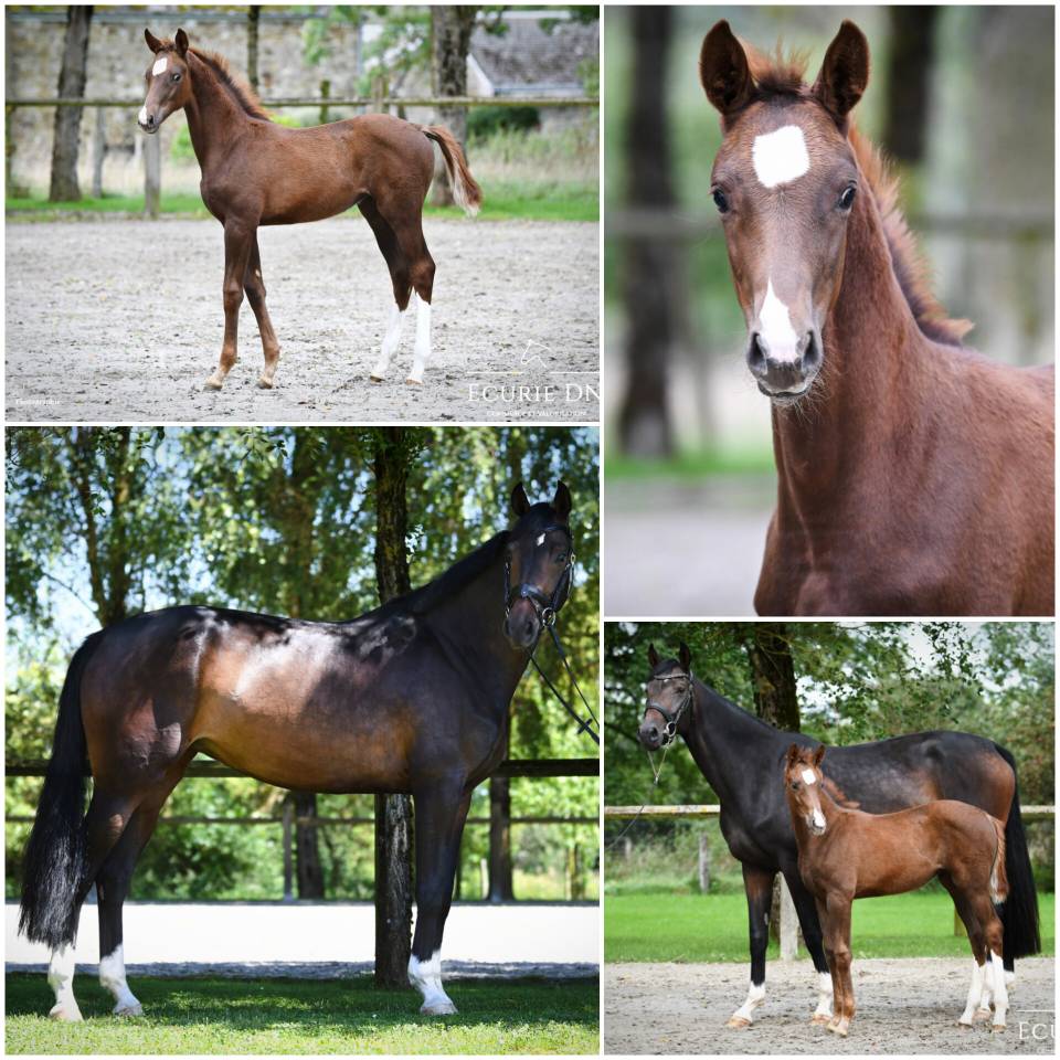 Cavalla Hanovrien In vendita 2020 Baio ,  FIDERTANZ