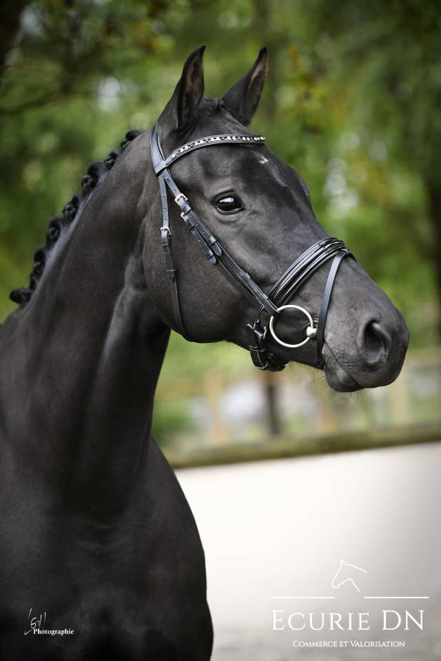 Cavalla KWPN Cavallo da Sport Neerlandese In vendita 2019 Nero ,  Blue Hors Zackerey 