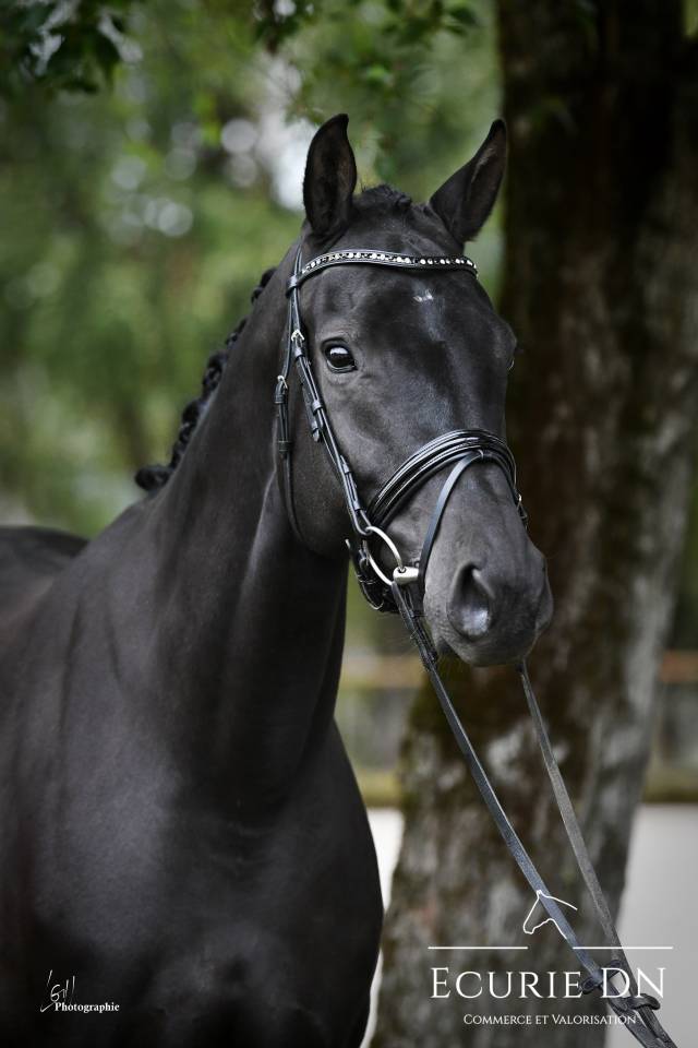 Cavalla KWPN Cavallo da Sport Neerlandese In vendita 2019 Nero ,  Blue Hors Zackerey 