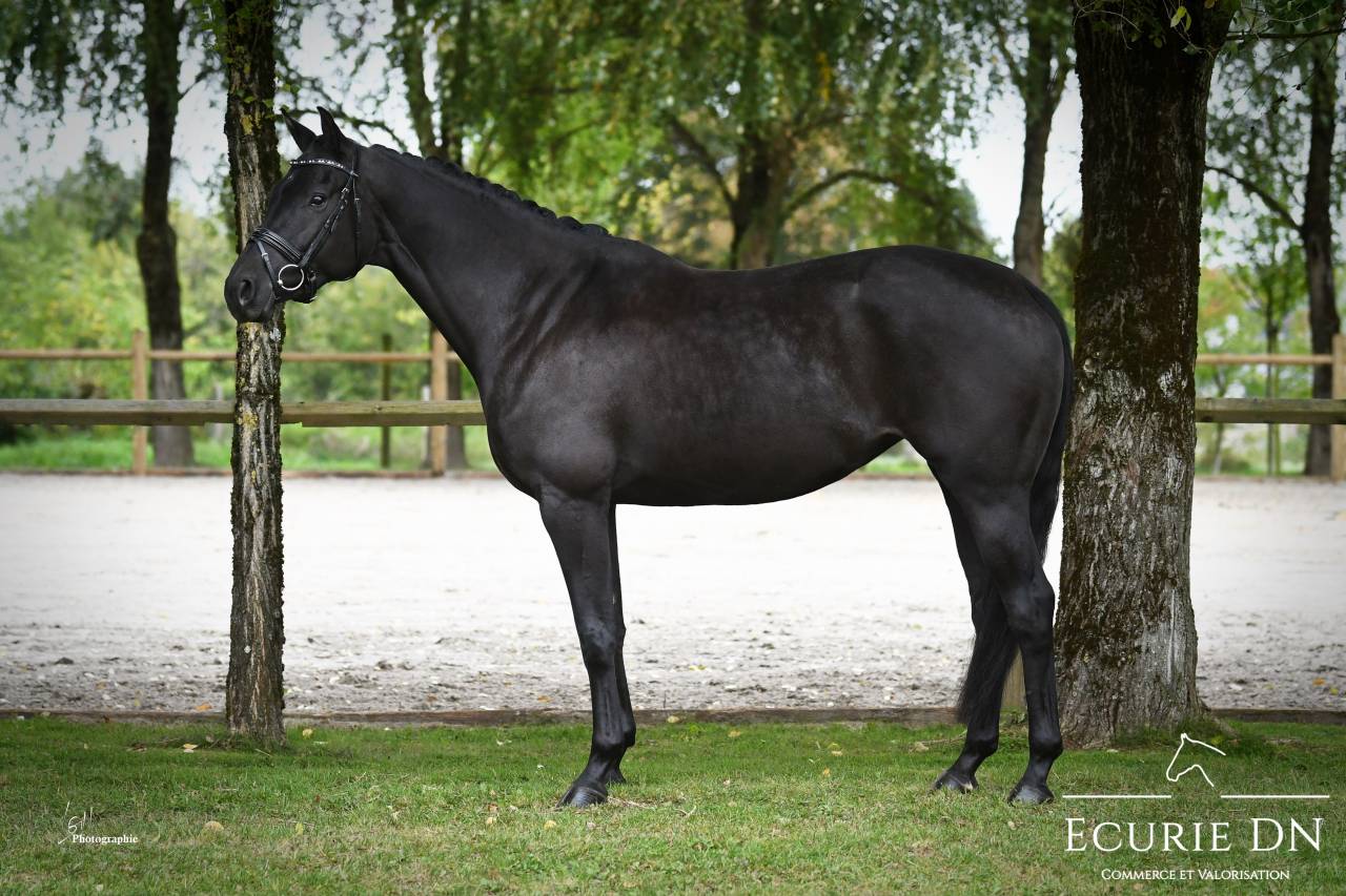 Cavalla KWPN Cavallo da Sport Neerlandese In vendita 2019 Nero ,  Blue Hors Zackerey 