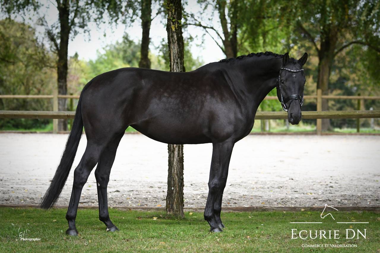 Cavalla KWPN Cavallo da Sport Neerlandese In vendita 2019 Nero ,  Blue Hors Zackerey 