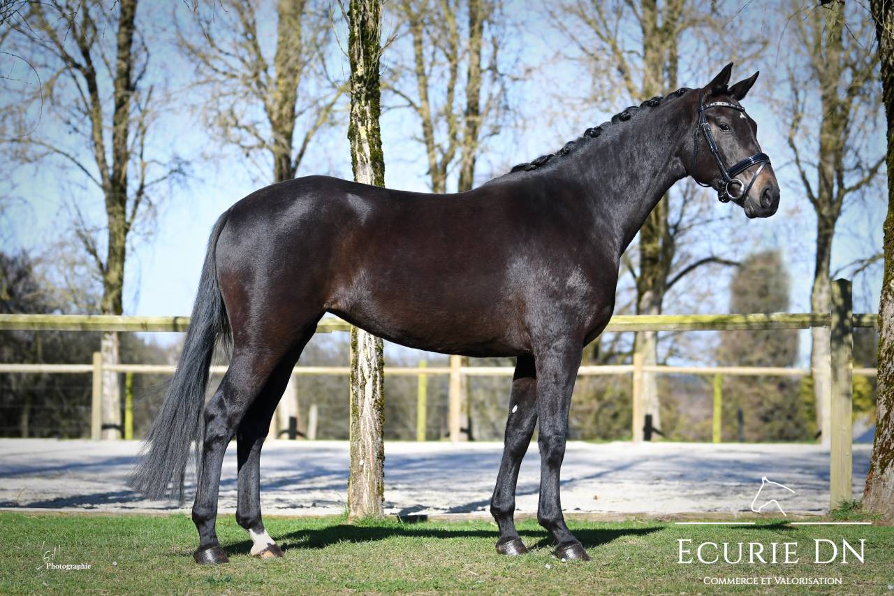 Cavalla Oldenburger In vendita 2021 Nero ,  BERNAY