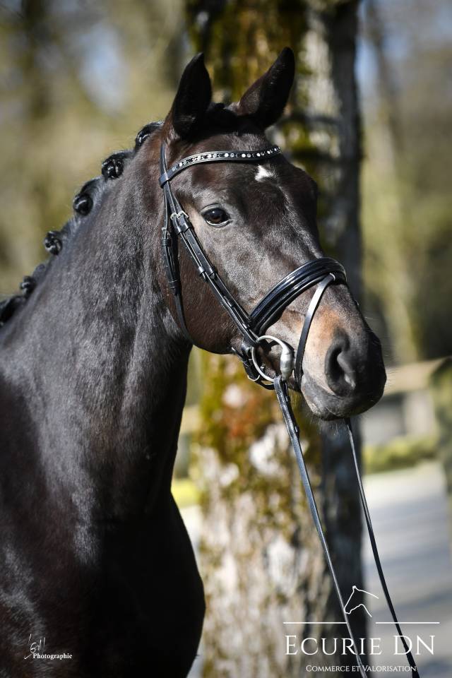 Cavalla Oldenburger In vendita 2021 Nero ,  BERNAY