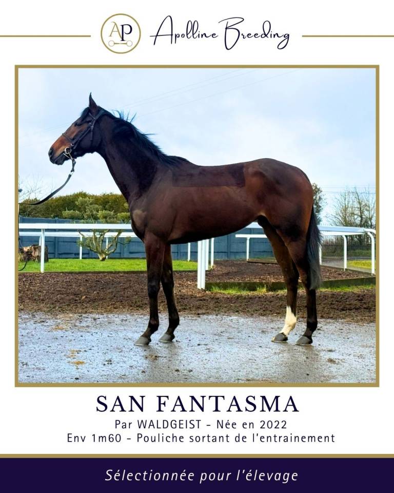 Cavalla Purosangue In vendita 2022 Baio