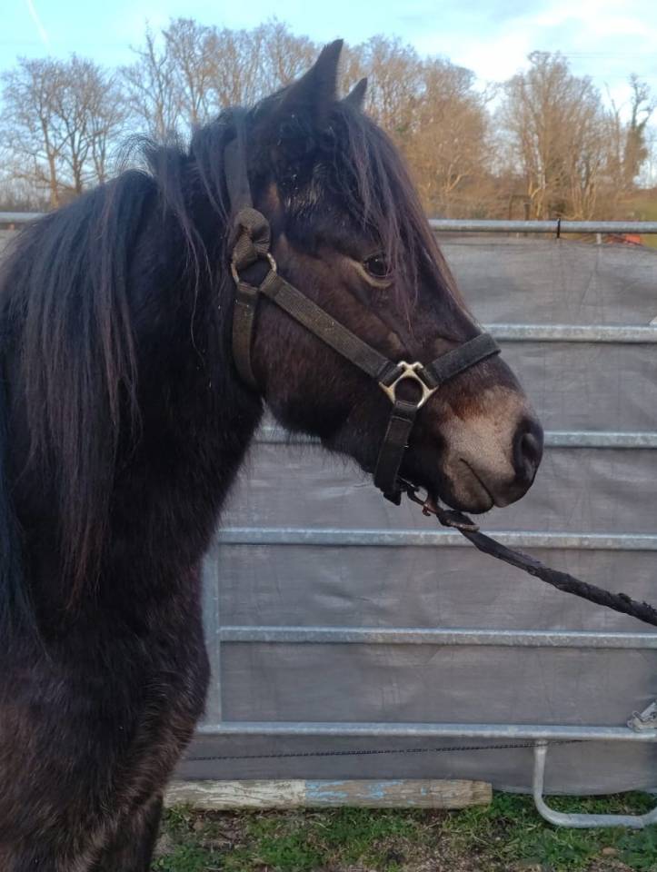 Castrone New Forest In vendita 2022 Isabella ,  ERYOPS D'ARQUETAN